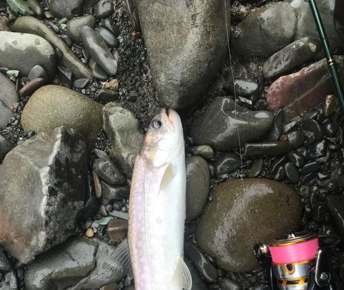 アメマスの釣果