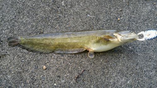 ナマズの釣果