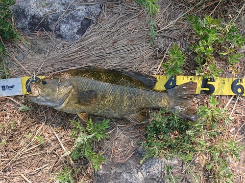 スモールマウスバスの釣果