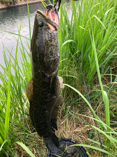 ライギョの釣果