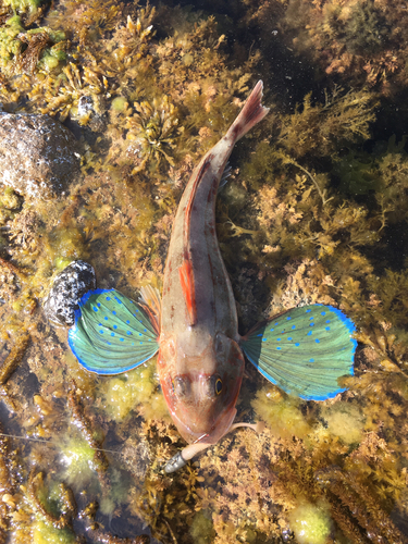 ホウボウの釣果