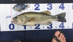 ブラックバスの釣果