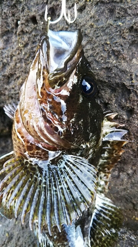 ムラソイの釣果