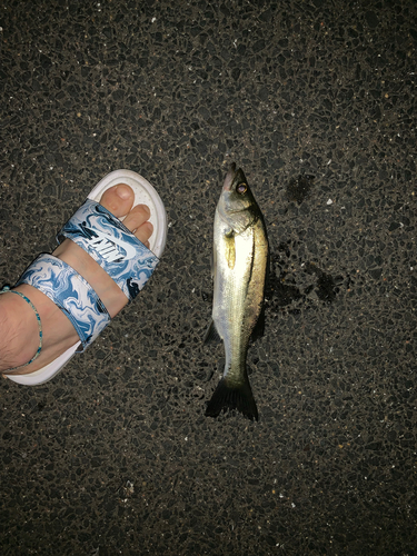 スズキの釣果