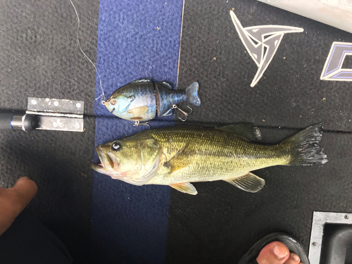 ブラックバスの釣果