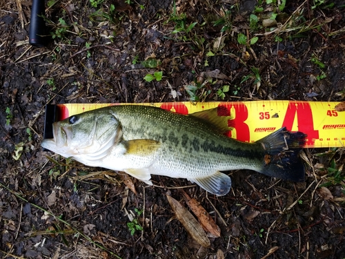 ブラックバスの釣果