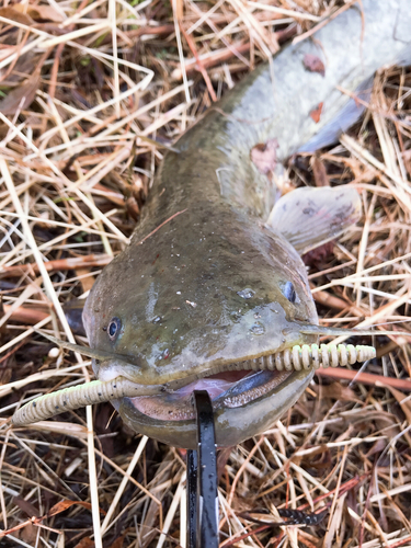 ナマズの釣果