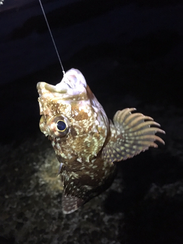 イソカサゴの釣果