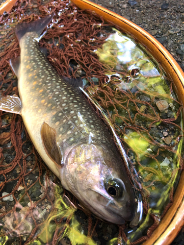 イワナの釣果