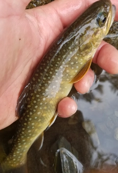 ヤマメの釣果