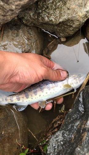 ヤマメの釣果