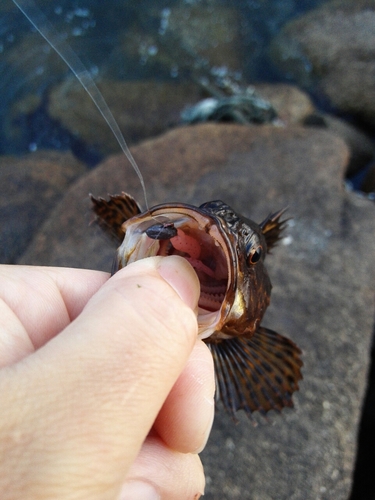 タケノコメバルの釣果