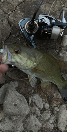 スモールマウスバスの釣果