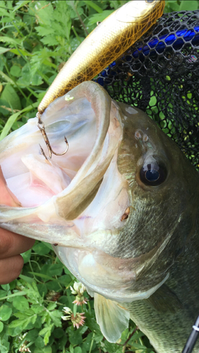 ブラックバスの釣果