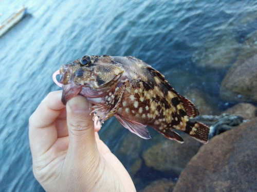 アラカブの釣果