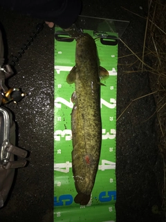 ナマズの釣果