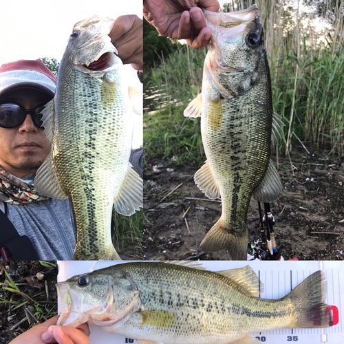 ブラックバスの釣果