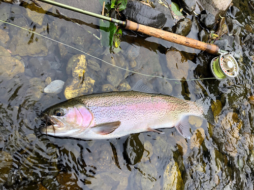 ニジマスの釣果