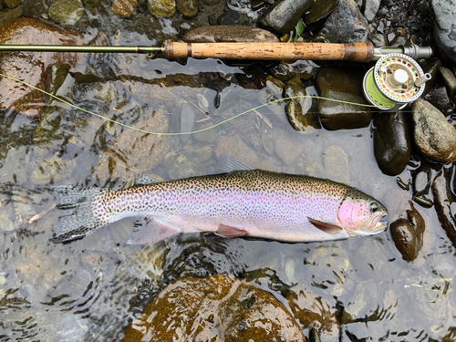 ニジマスの釣果