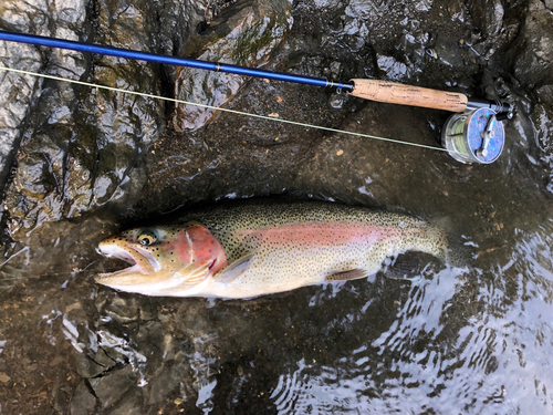 ニジマスの釣果