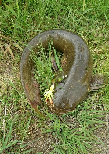 ナマズの釣果