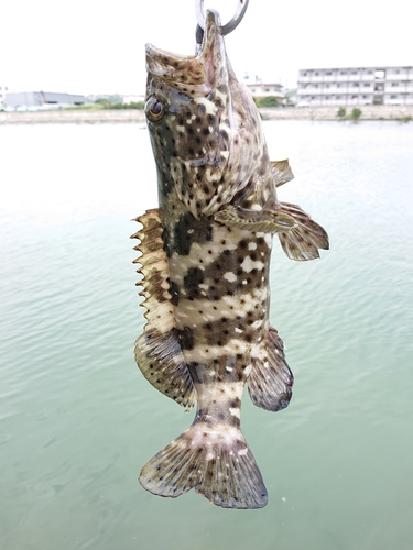 マダラハタの釣果