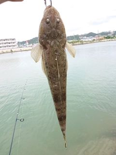 コチの釣果