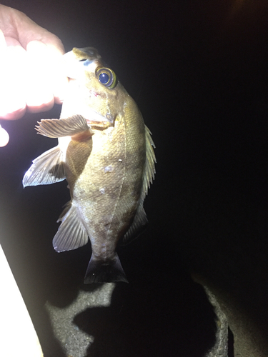 クロメバルの釣果