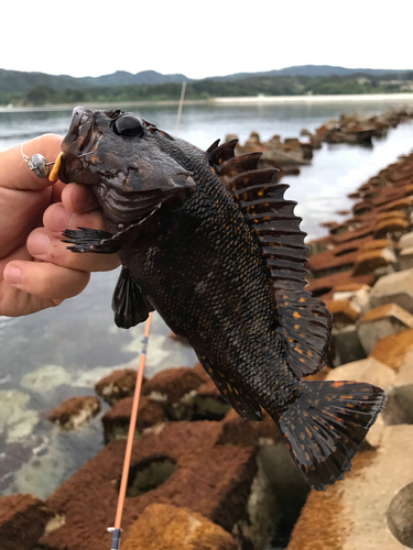 ムラソイの釣果