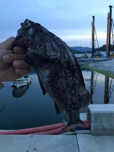 クロソイの釣果