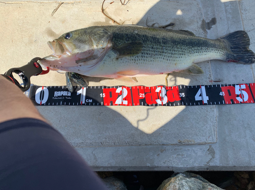 ブラックバスの釣果