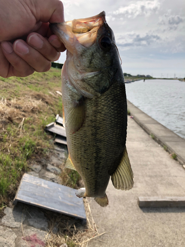 ラージマウスバスの釣果