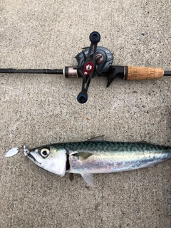 サバの釣果