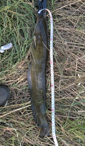 ナマズの釣果