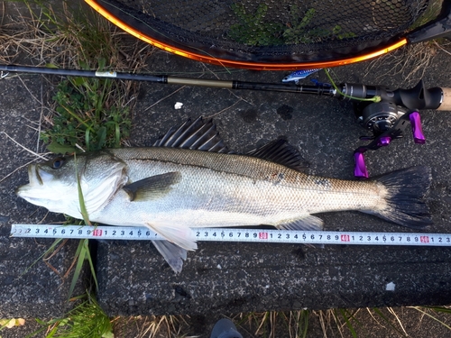 シーバスの釣果