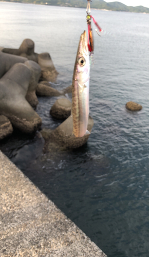 ヤマトカマスの釣果