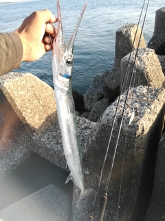 ダツの釣果