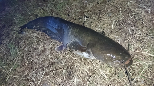 ナマズの釣果