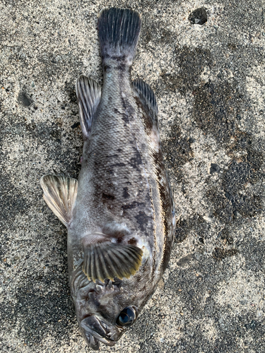 クロソイの釣果