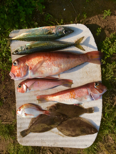 アマダイの釣果