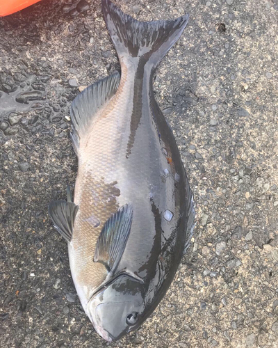 オナガグレの釣果