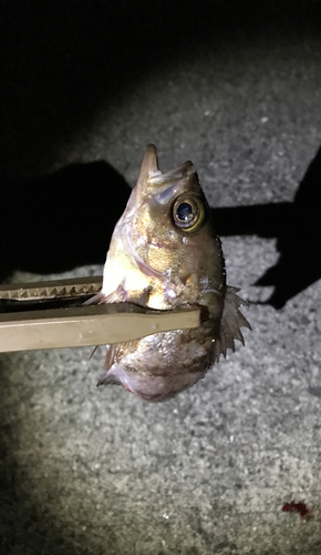 メバルの釣果