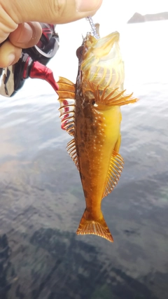 アナハゼの釣果