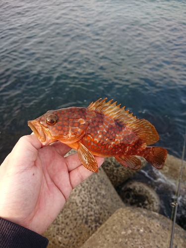 アコウの釣果