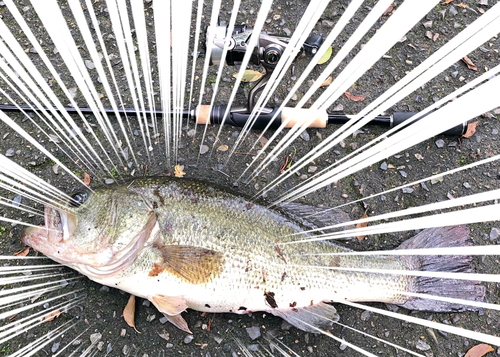 ブラックバスの釣果