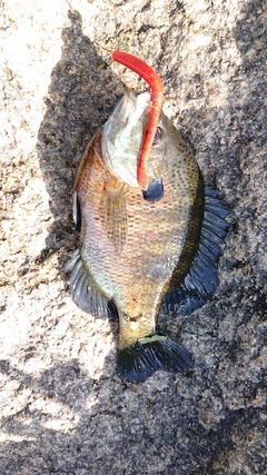 ブルーギルの釣果