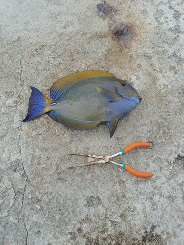 ブダイの釣果