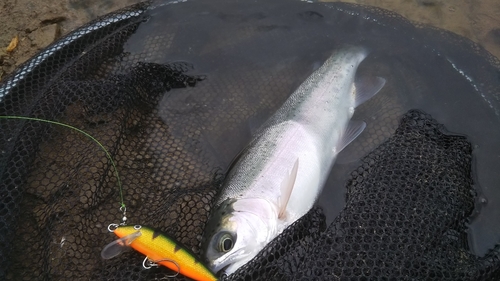 ニジマスの釣果