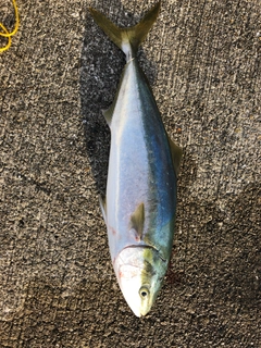 メジロの釣果