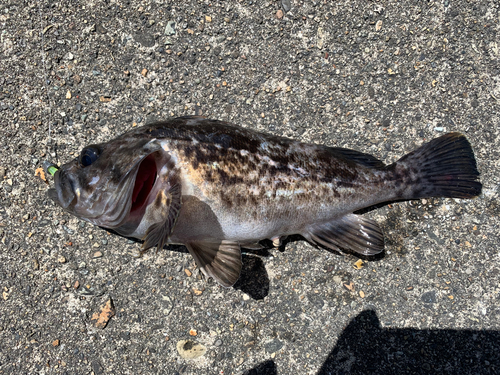 クロソイの釣果